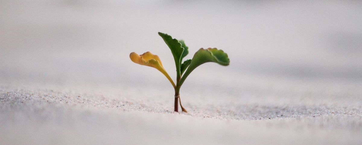 The non-scientific, non-scammy way to grow your newsletter